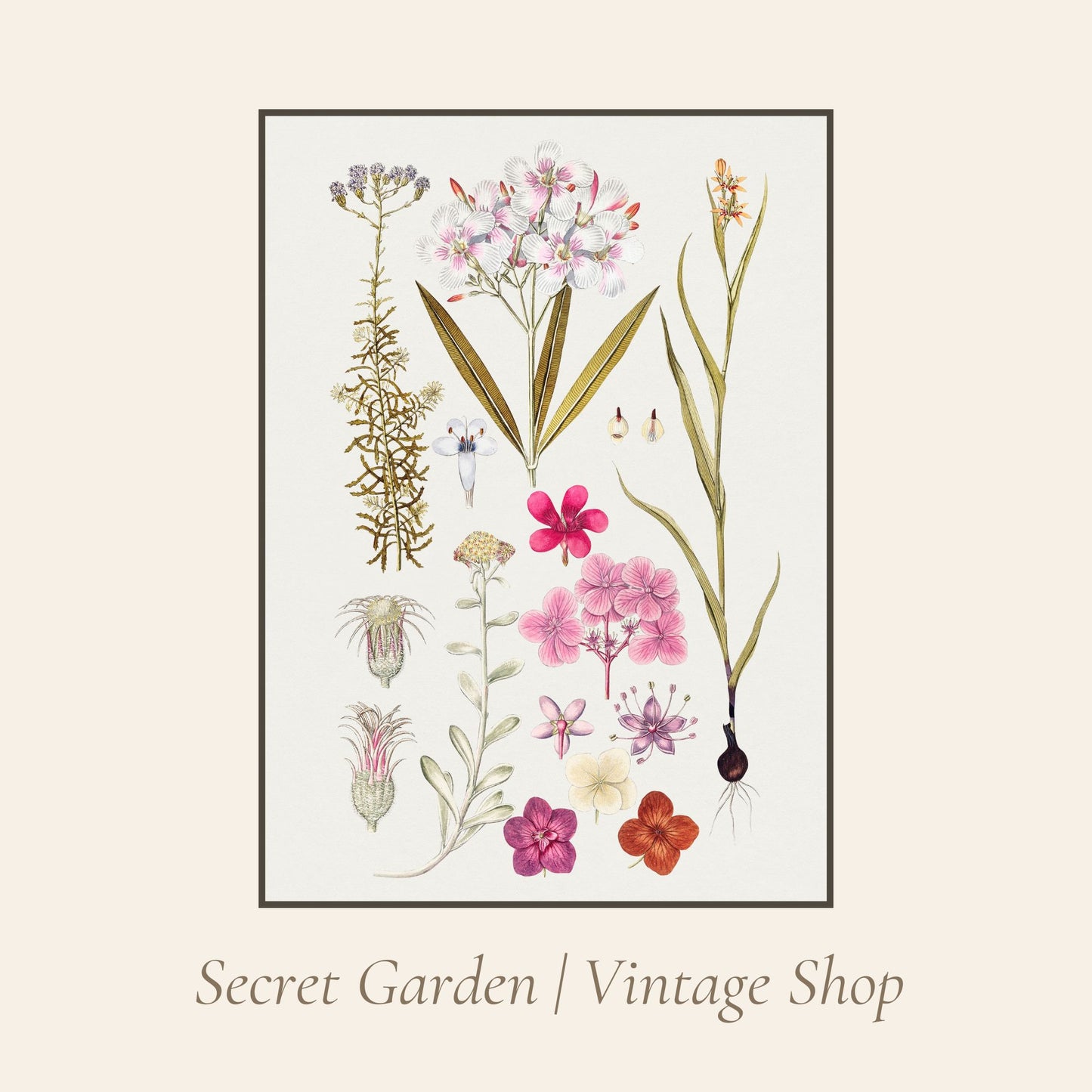 023 Vintage Botanical Art Print