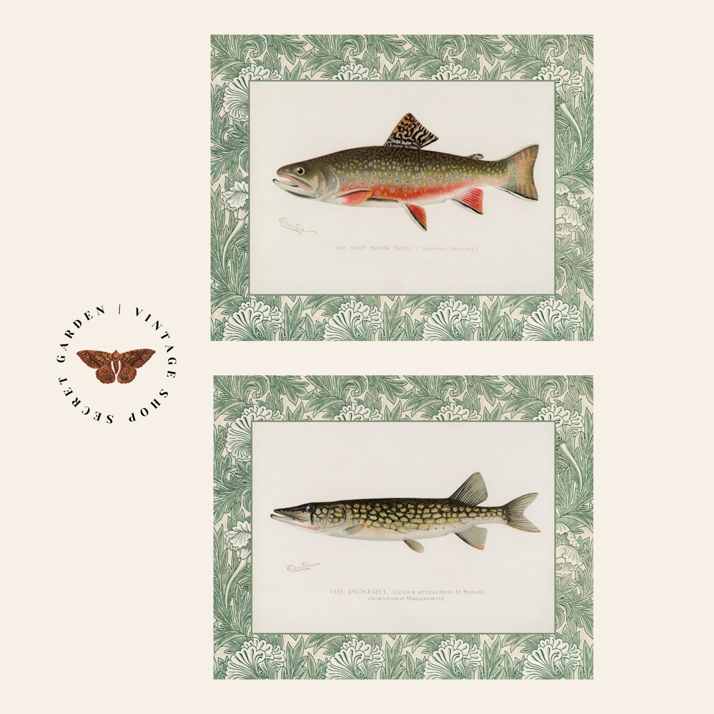 Zoological Art Print | Fish Art Print Set of Two | Brook Trout & Pickerel