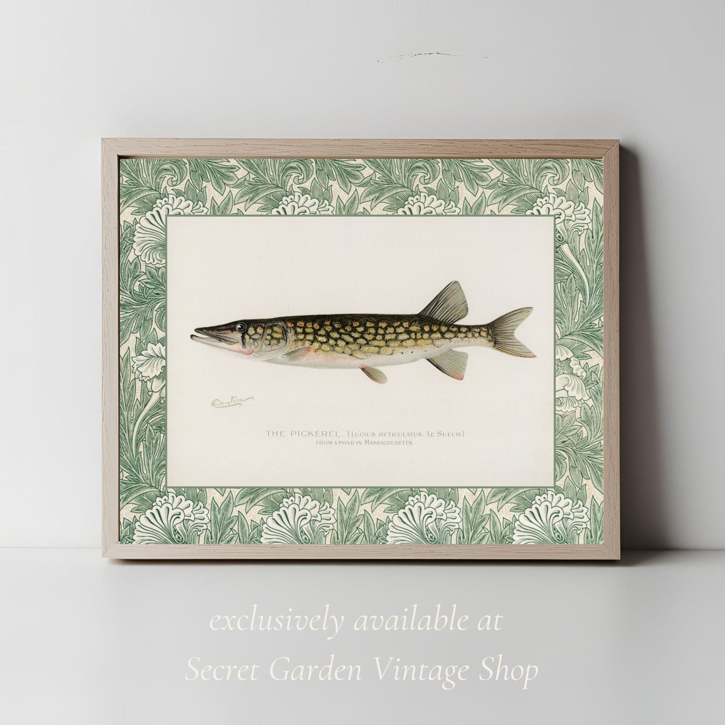 Zoological Art Print | Fish Art Print Set of Two | Brook Trout & Pickerel