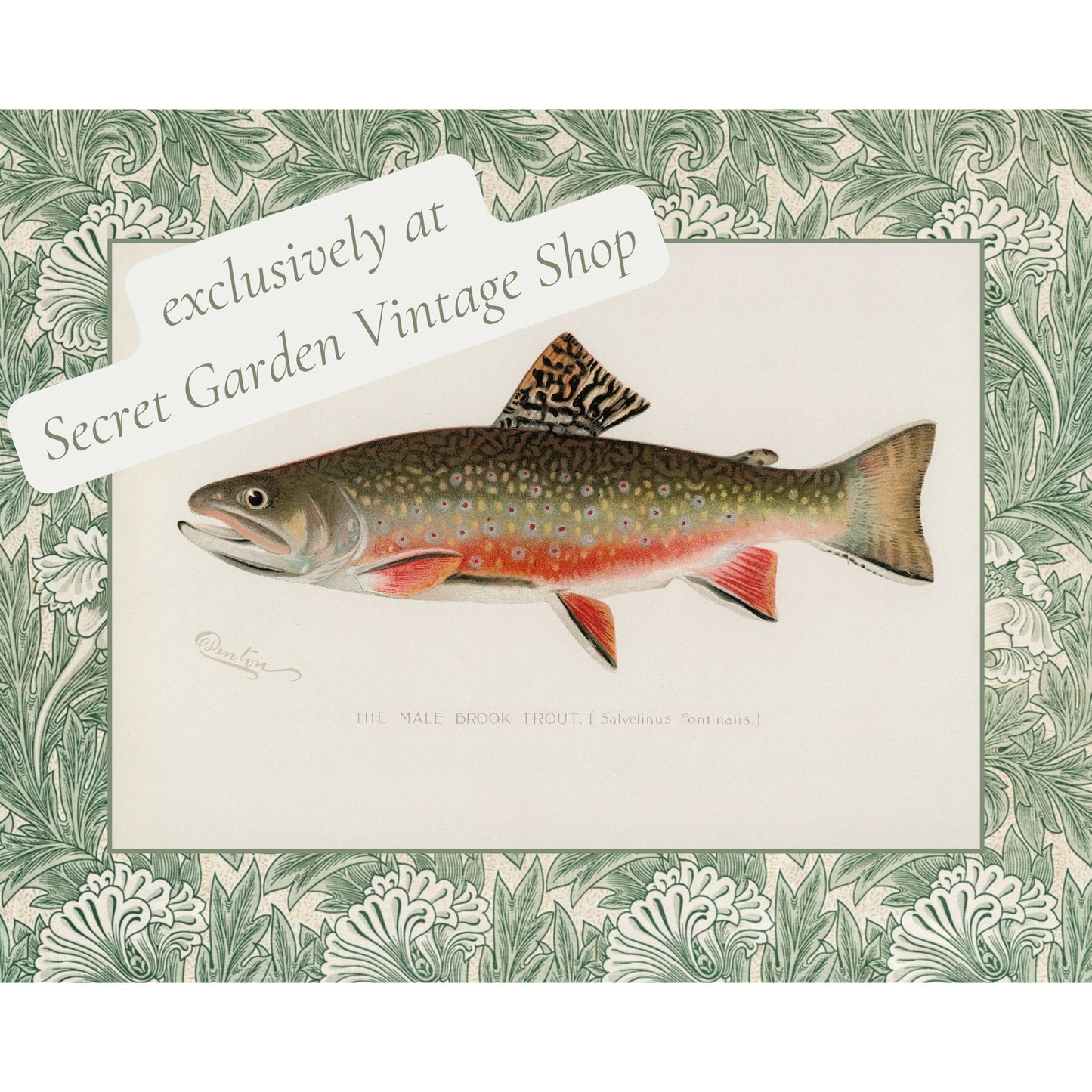 Zoological Art Print | Fish Art Print Set of Two | Brook Trout & Pickerel