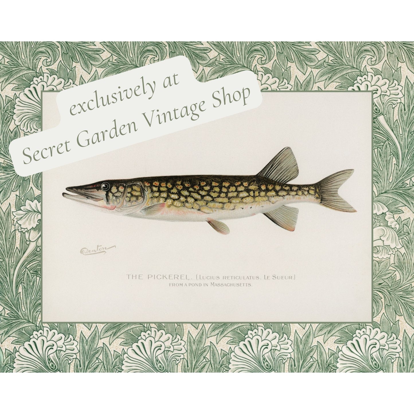 Zoological Art Print | Fish Art Print Set of Two | Brook Trout & Pickerel