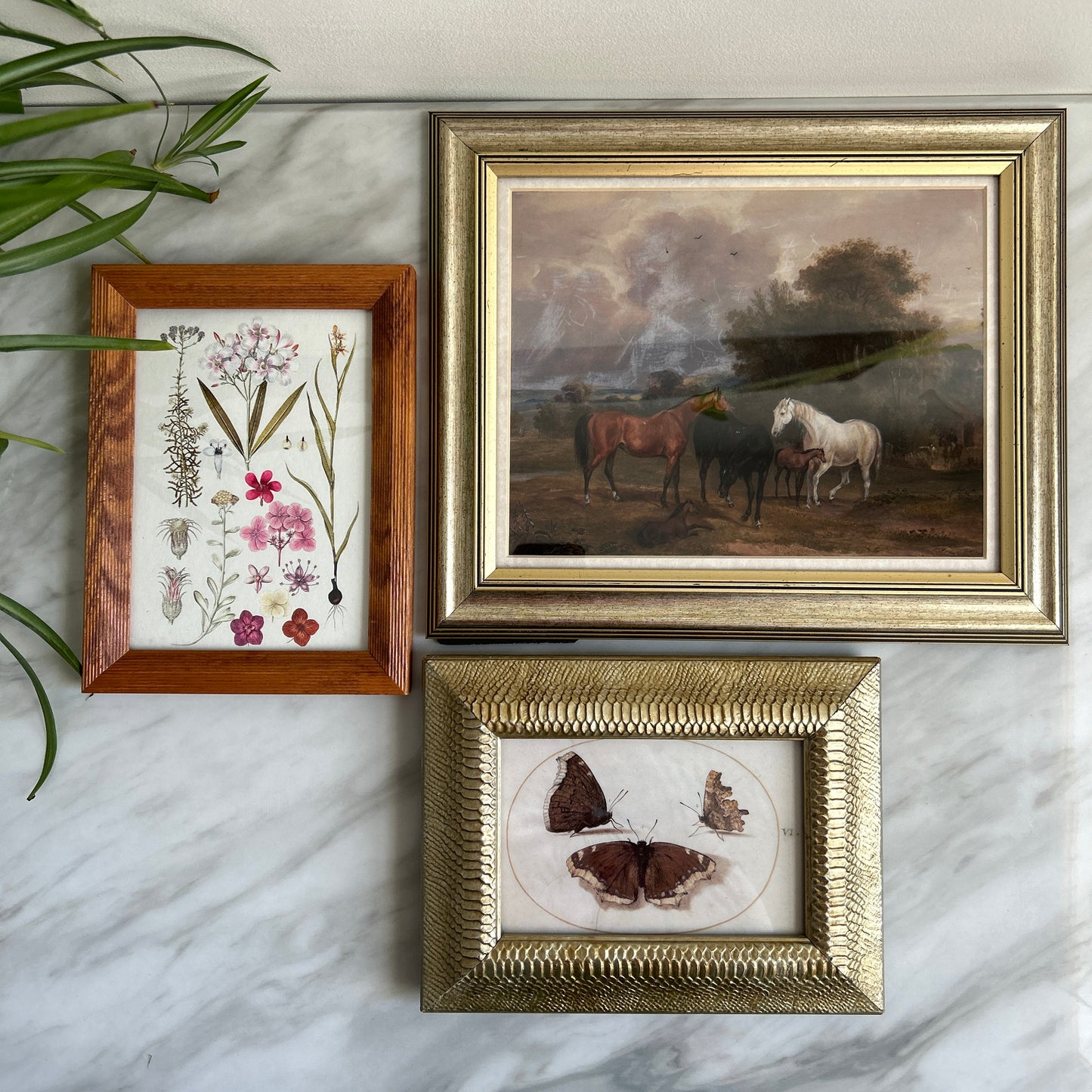 Gallery Wall # 2 - Framed vintage equestrian, botanical, moth art