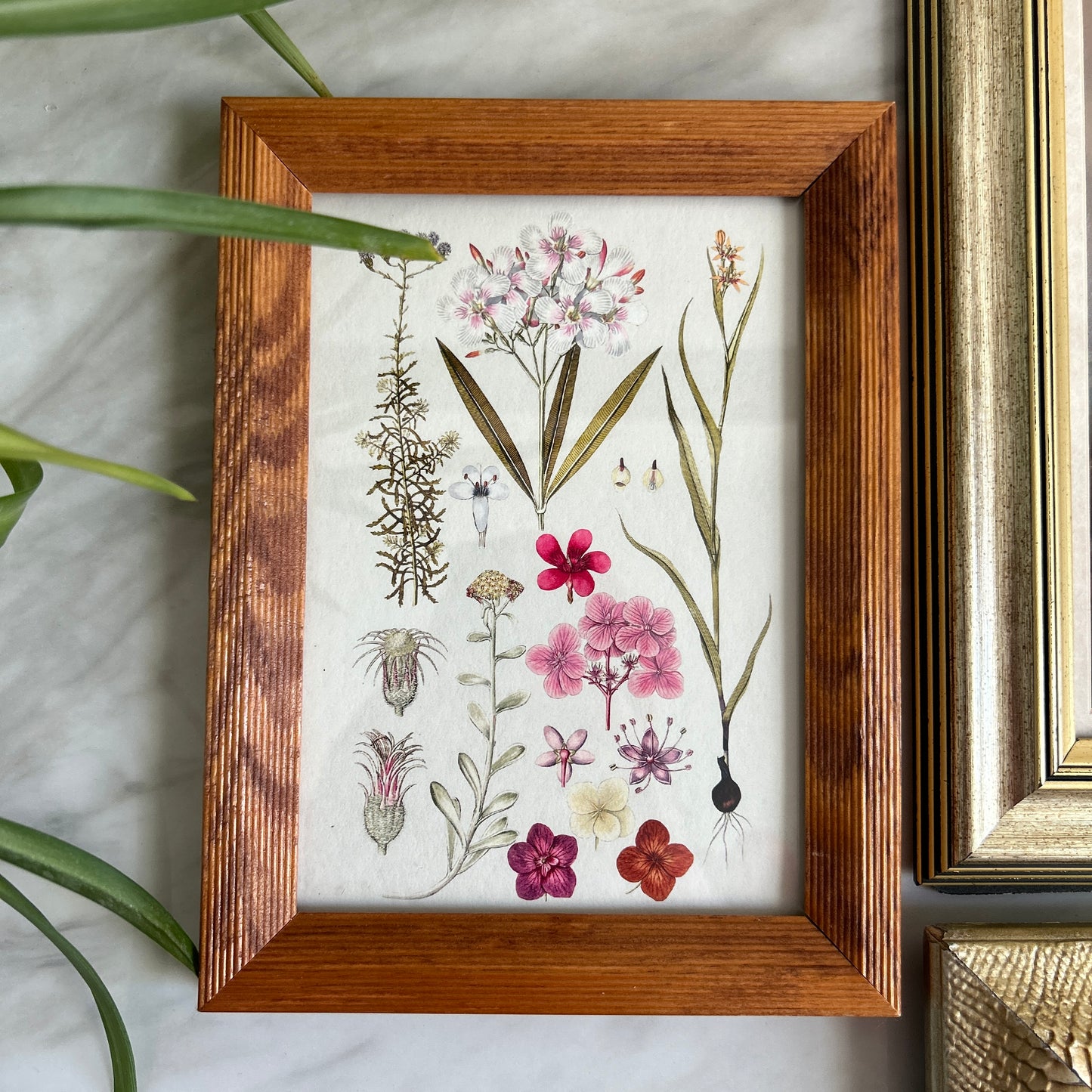 Gallery Wall # 2 - Framed vintage equestrian, botanical, moth art