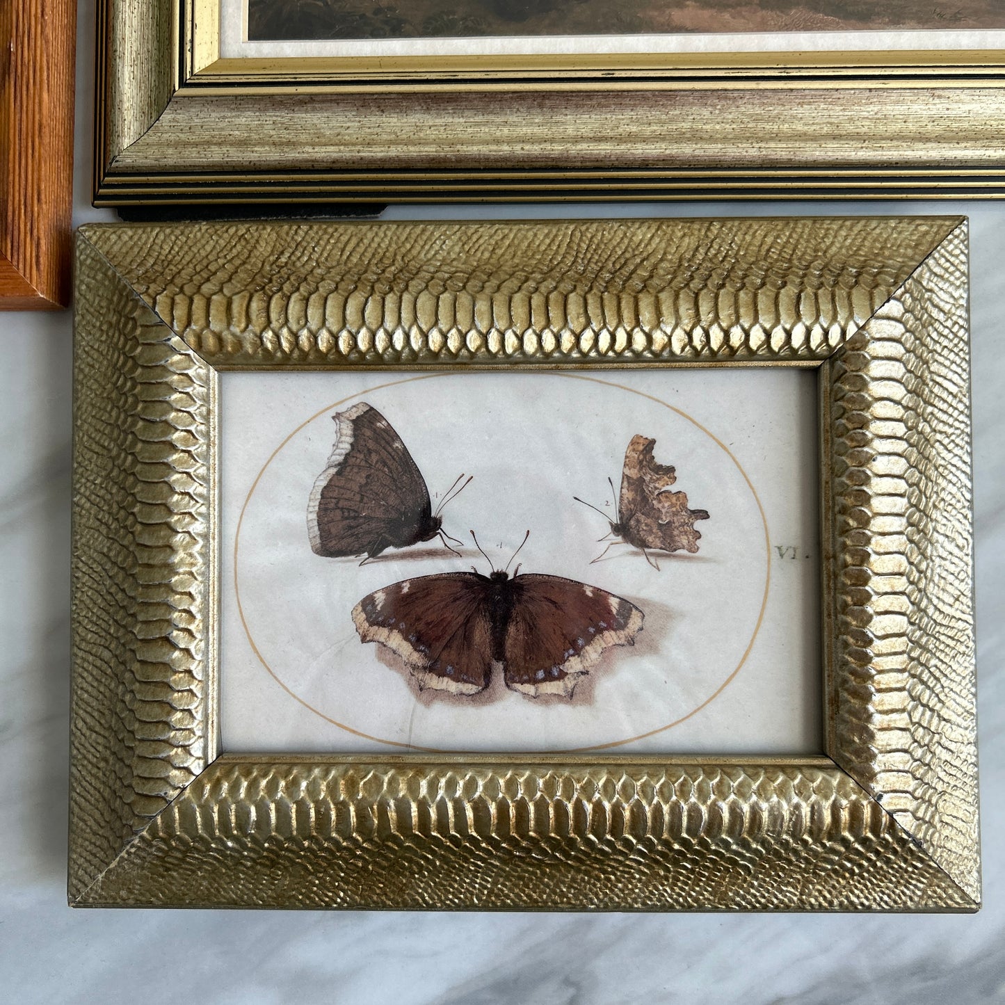Gallery Wall # 2 - Framed vintage equestrian, botanical, moth art