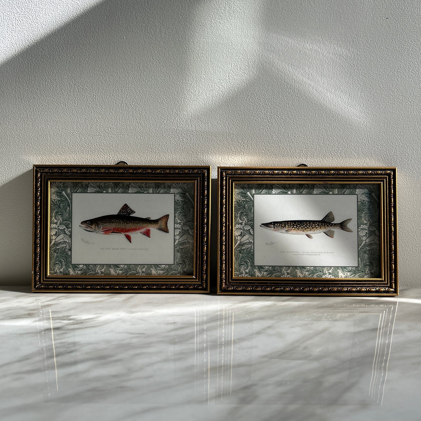 Vintage Zoological Fish Print Set – Brook Trout & Pickerel | Framed in Ornate Frames