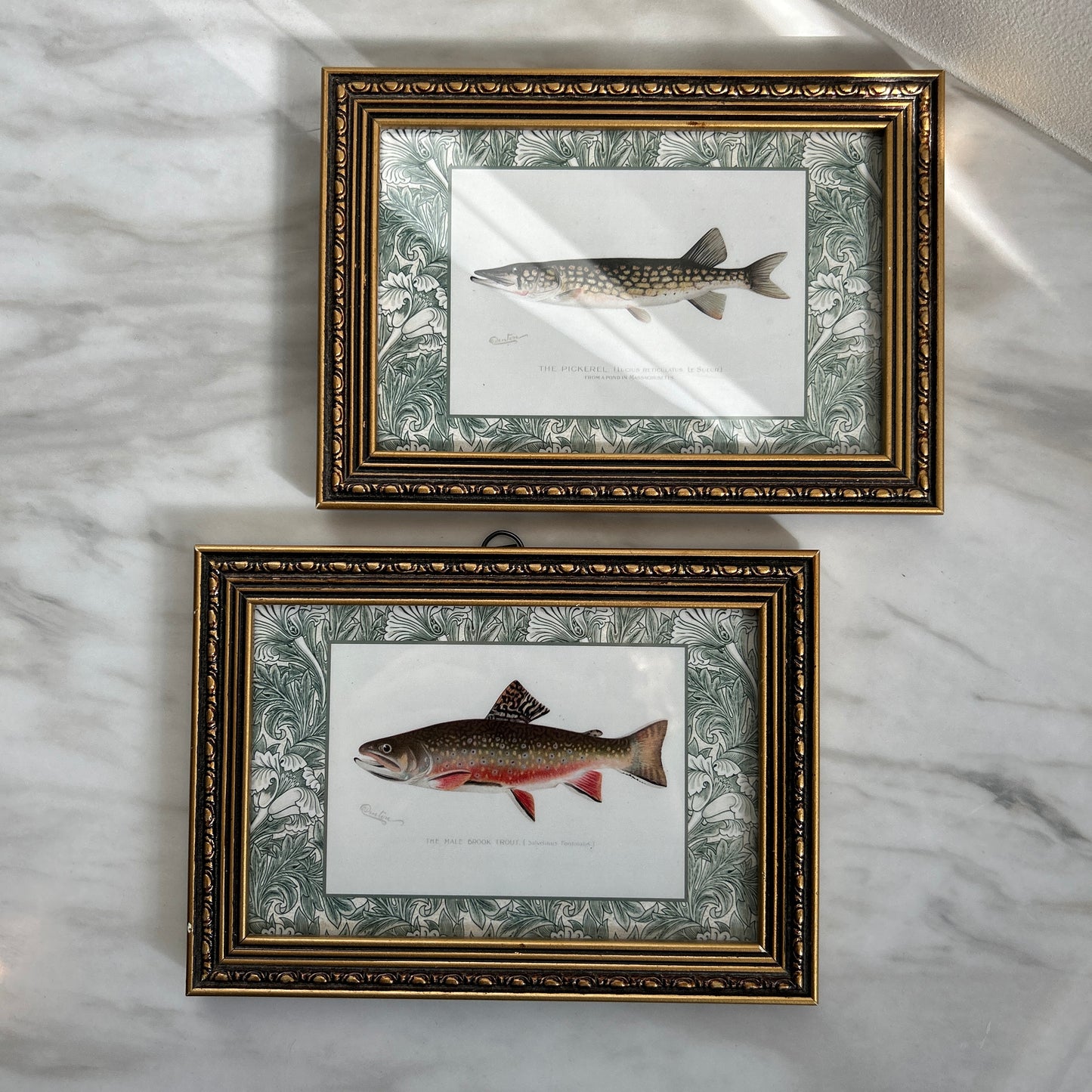 Vintage Zoological Fish Print Set – Brook Trout & Pickerel | Framed in Ornate Frames