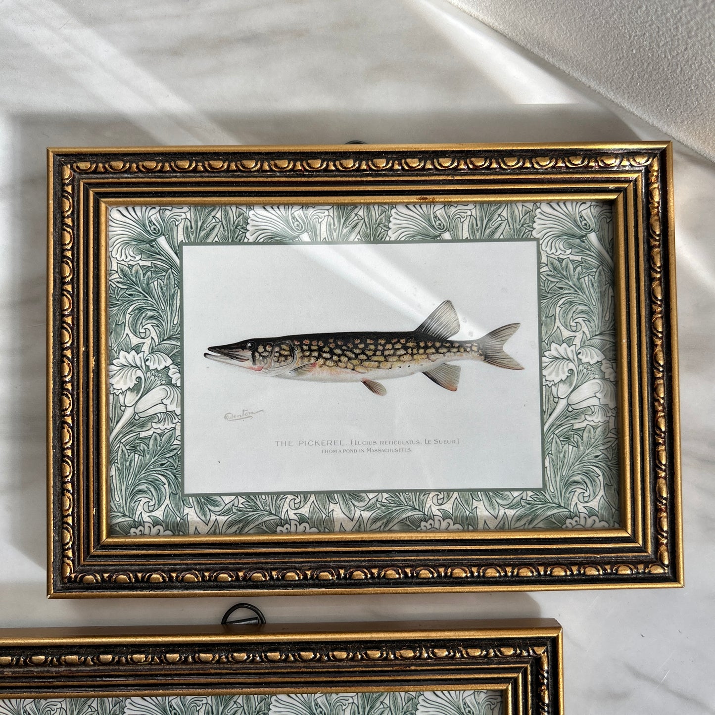 Vintage Zoological Fish Print Set – Brook Trout & Pickerel | Framed in Ornate Frames