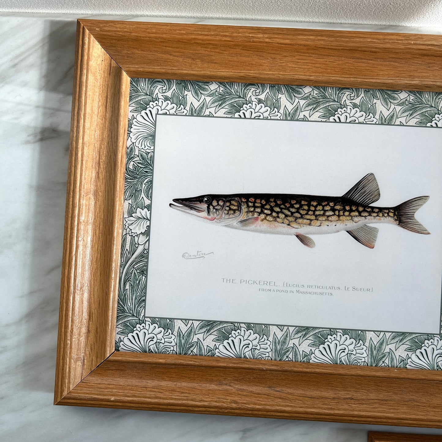 Vintage Zoological Fish Print Set – Brook Trout & Pickerel | Framed in Wooden Frames