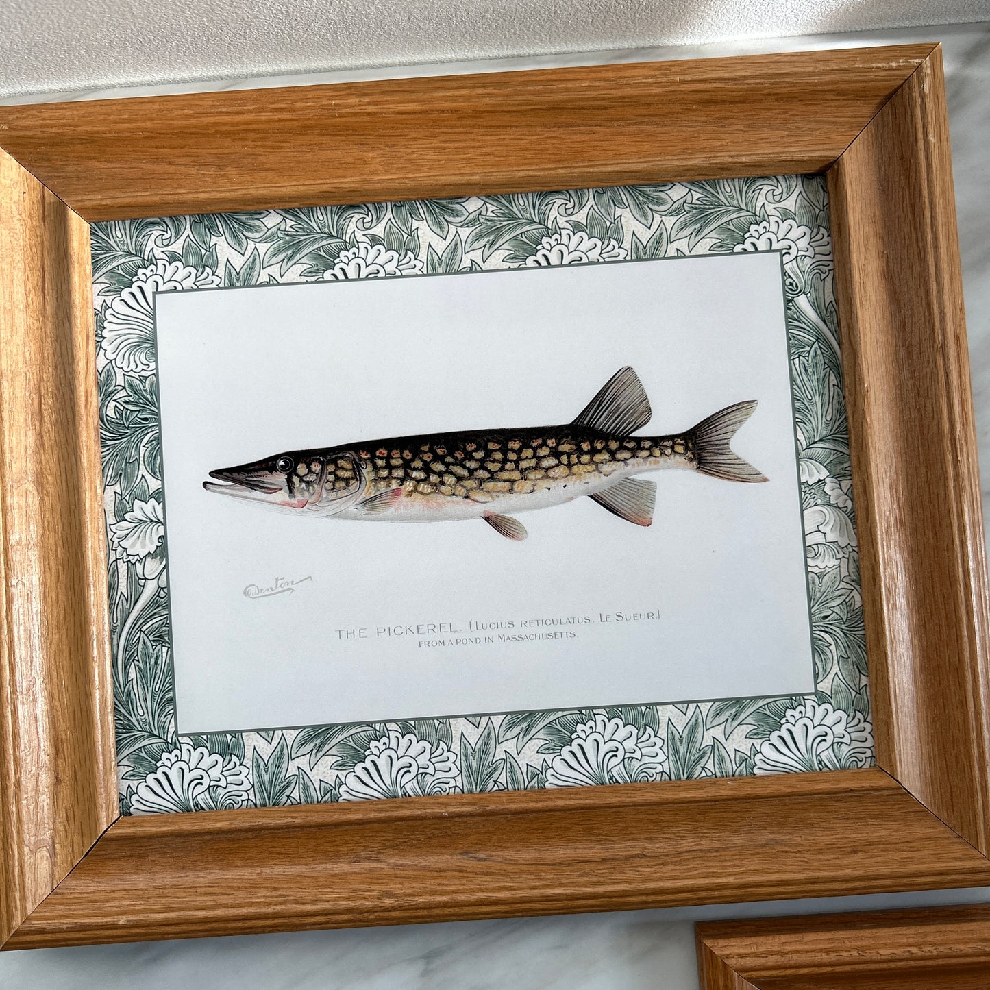 Vintage Zoological Fish Print Set – Brook Trout & Pickerel | Framed in Wooden Frames