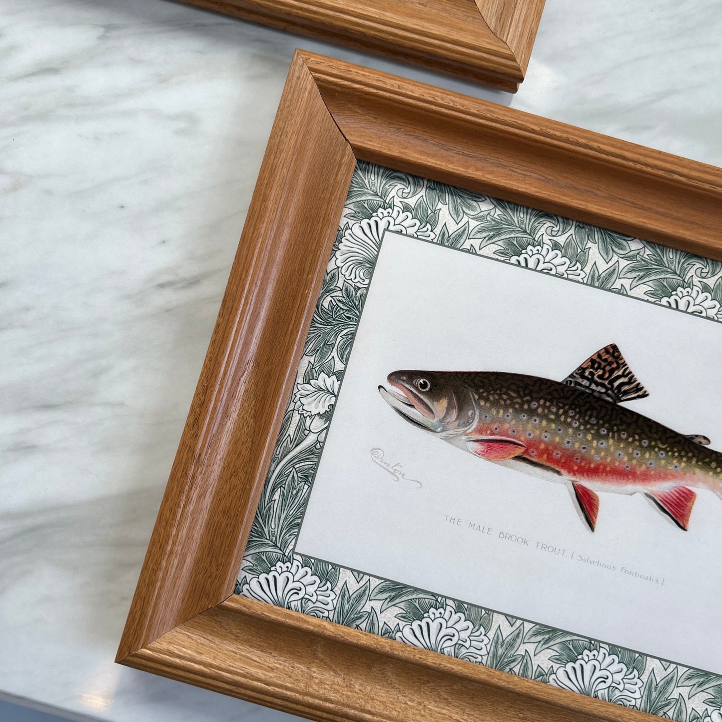 Vintage Zoological Fish Print Set – Brook Trout & Pickerel | Framed in Wooden Frames