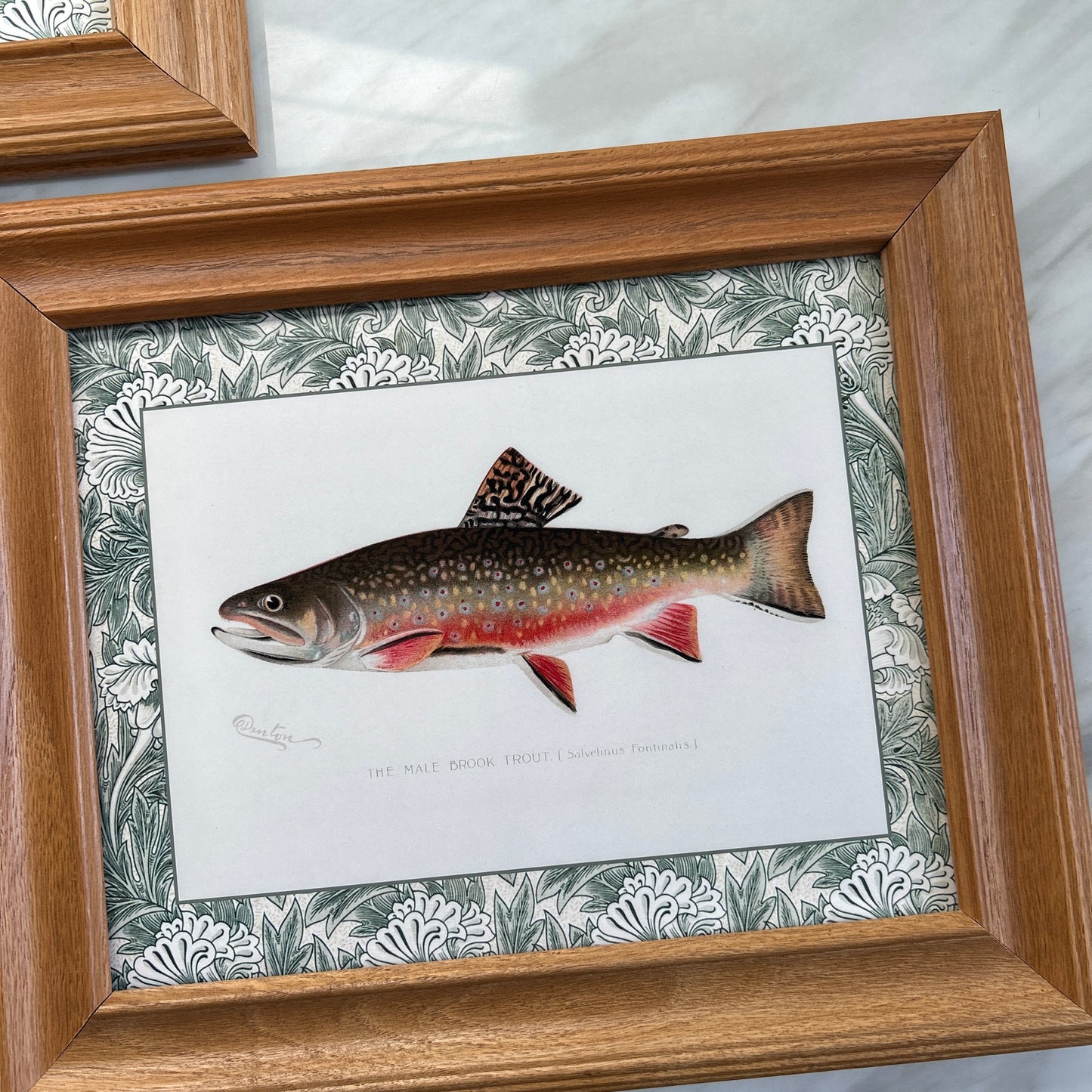 Vintage Zoological Fish Print Set – Brook Trout & Pickerel | Framed in Wooden Frames