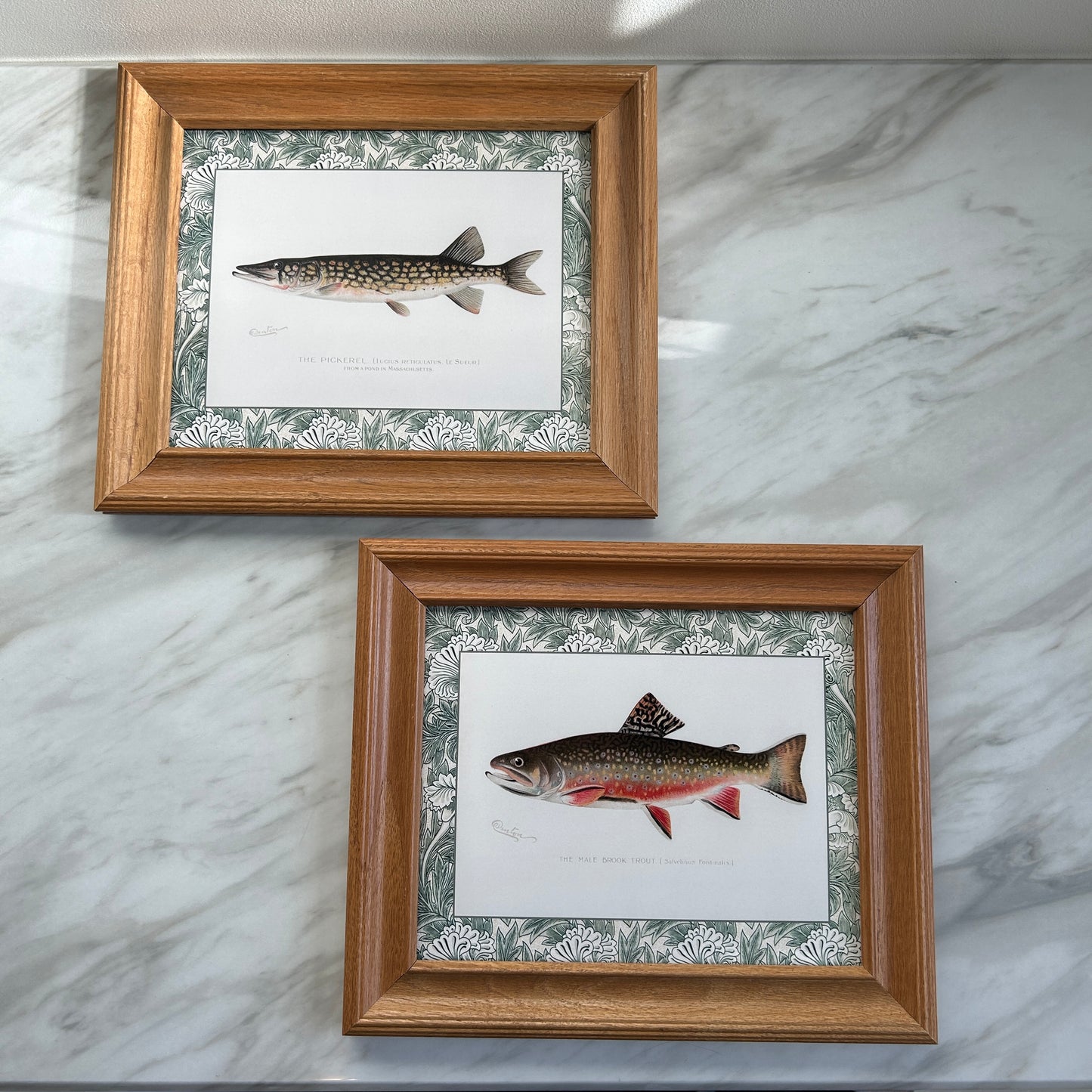 Vintage Zoological Fish Print Set – Brook Trout & Pickerel | Framed in Wooden Frames