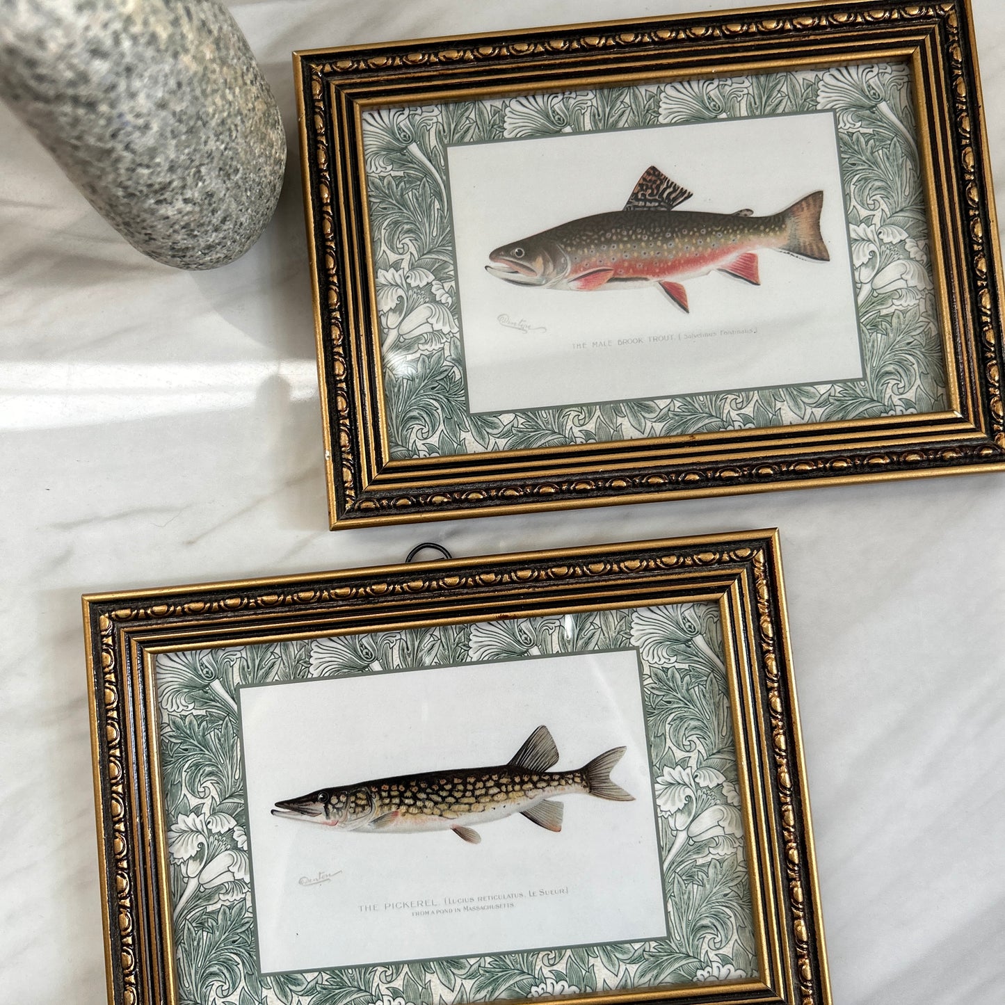 Vintage Zoological Fish Print Set – Brook Trout & Pickerel | Framed in Ornate Frames