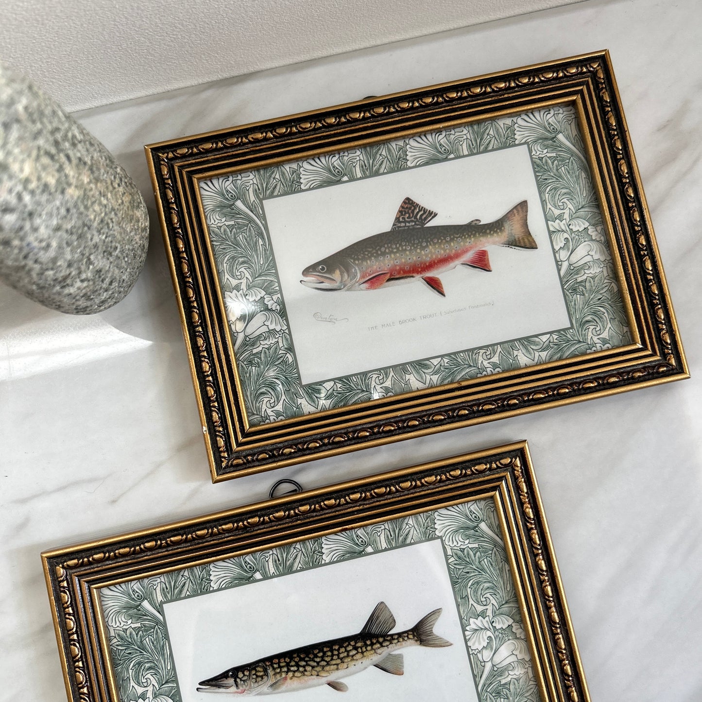 Zoological Art Print | Fish Art Print Set of Two | Brook Trout & Pickerel