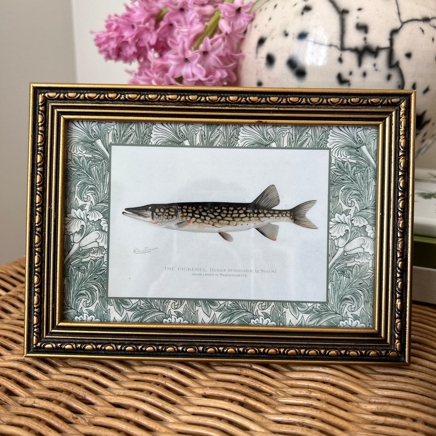 Vintage Zoological Fish Print Set – Brook Trout & Pickerel | Framed in Ornate Frames