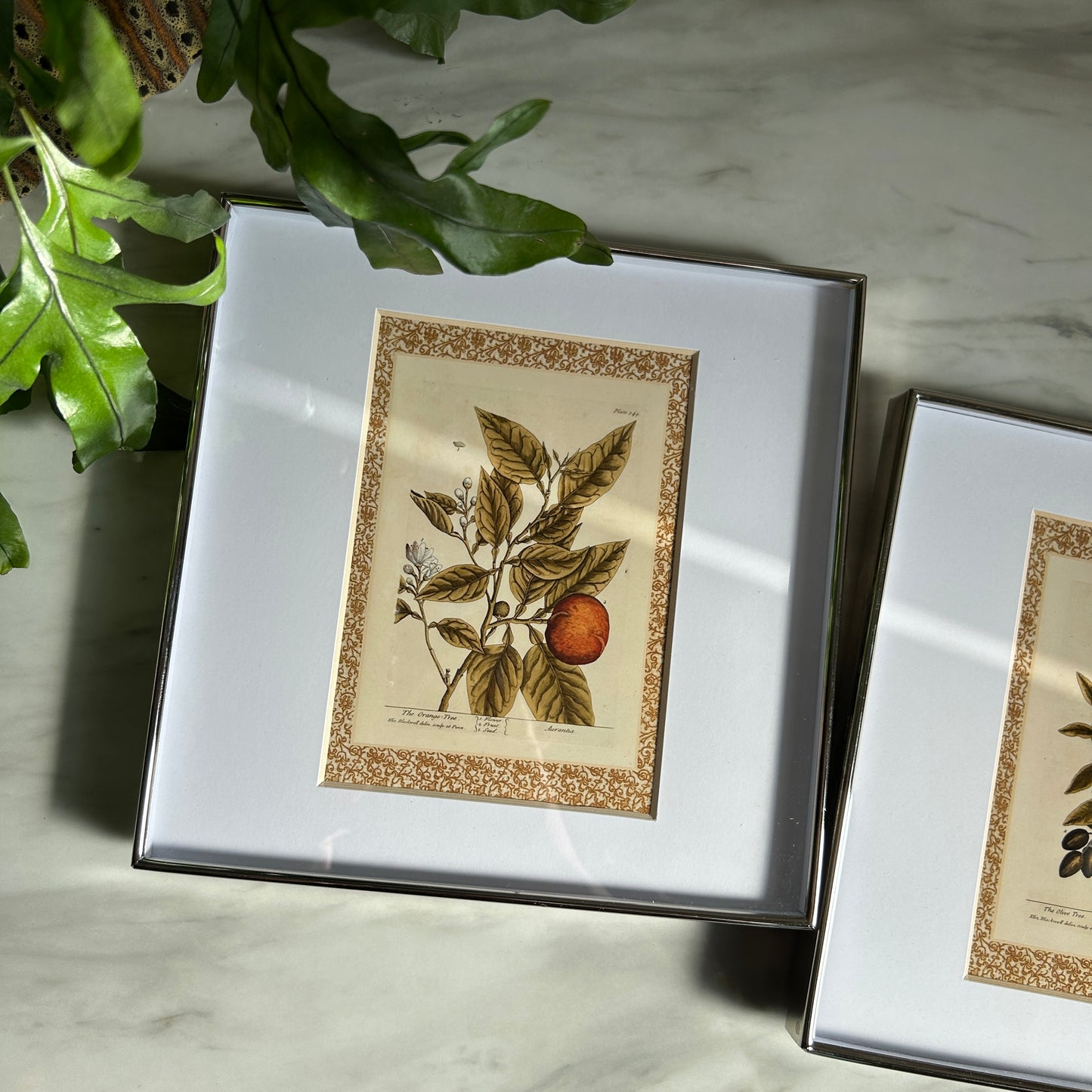 Vintage Botanical Print Set | Patterned Border & Silver Frames