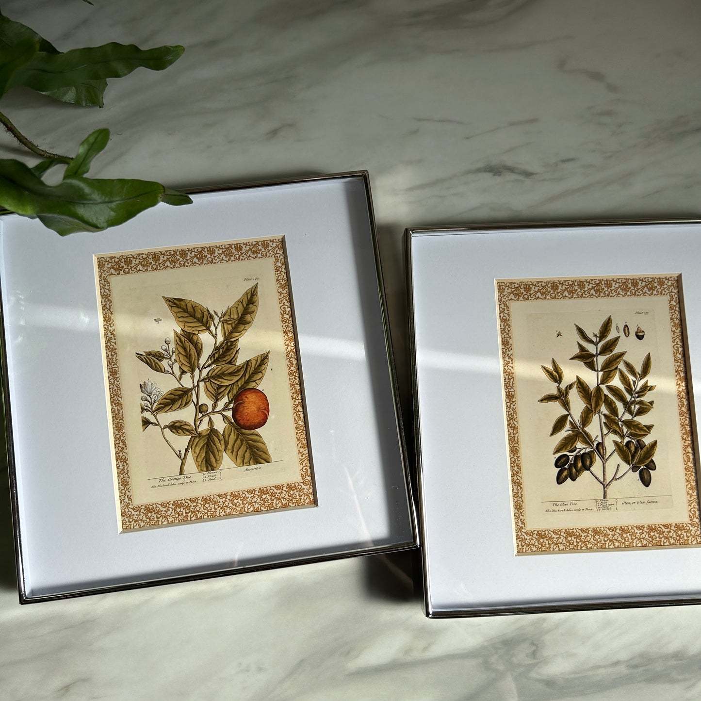 Vintage Botanical Print Set | Patterned Border & Silver Frames