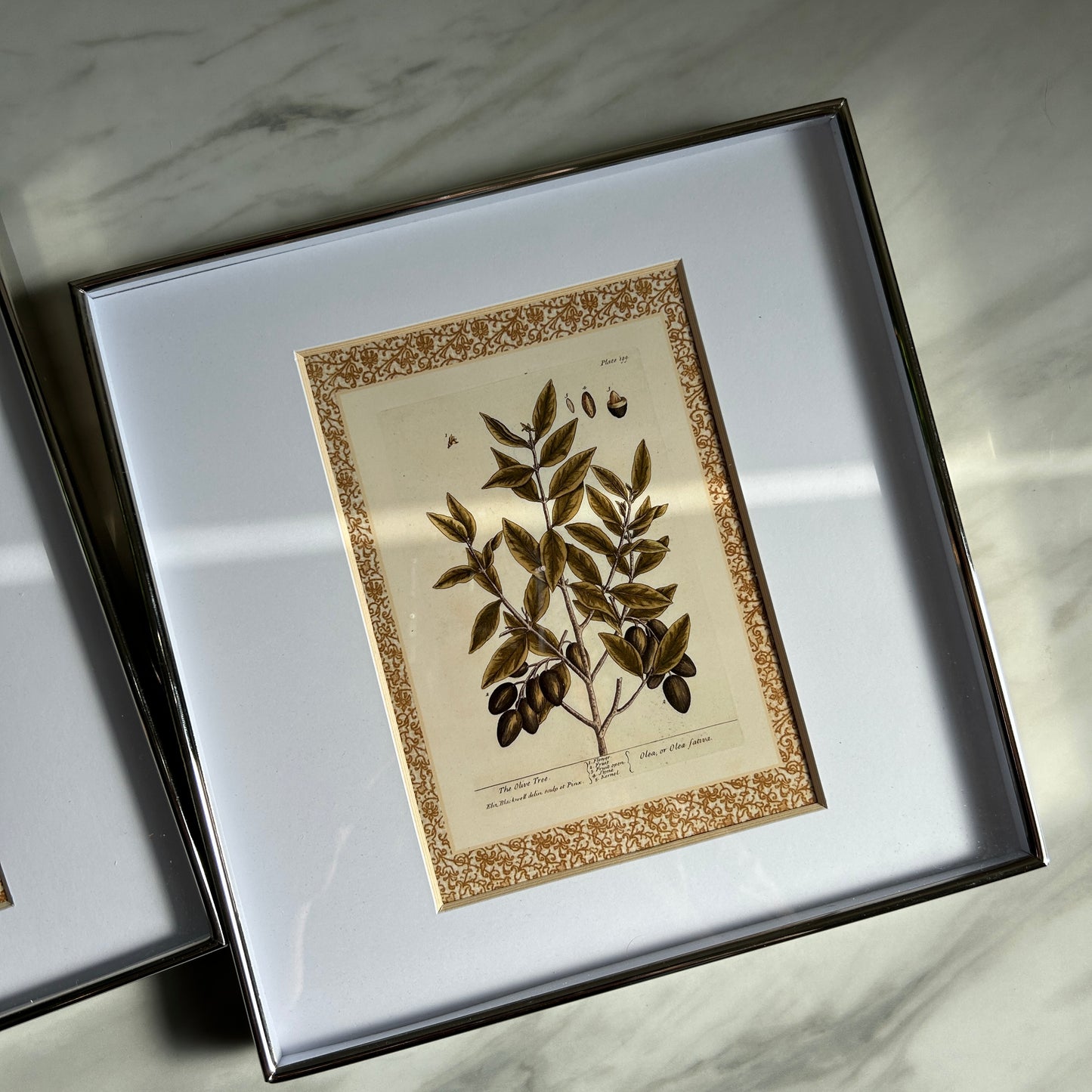 Vintage Botanical Print Set | Patterned Border & Silver Frames
