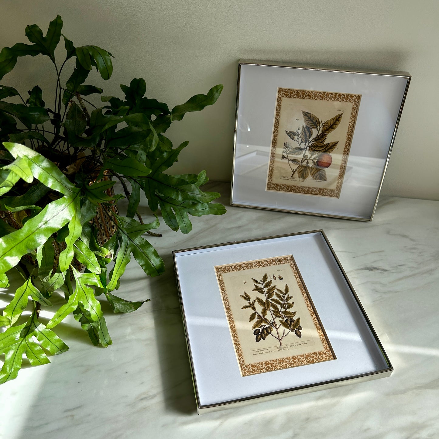Vintage Botanical Print Set | Patterned Border & Silver Frames