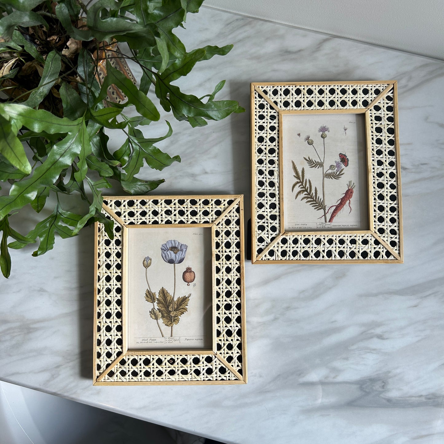 Vintage Botanical Art Print Set | Matching Rattan Frames