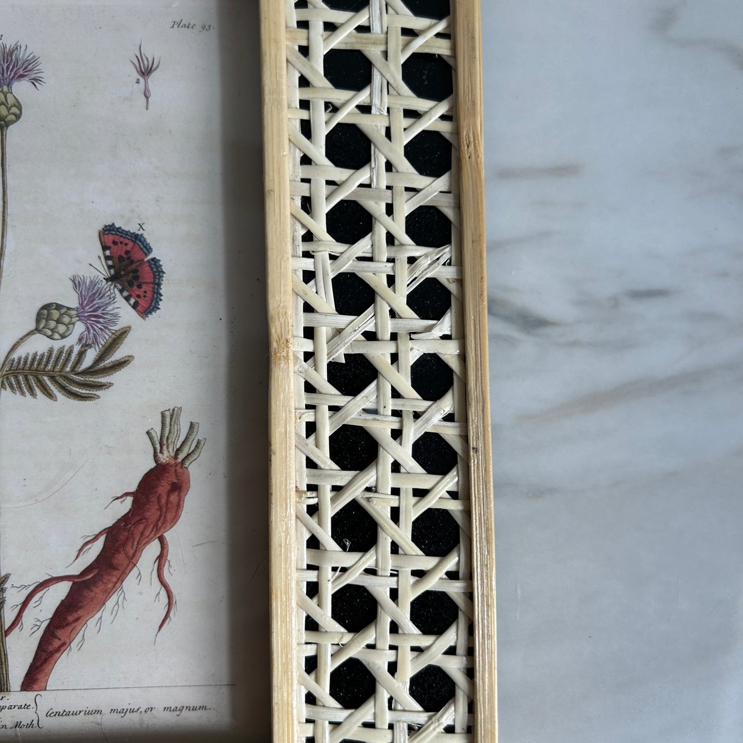 Vintage Botanical Art Print Set | Matching Rattan Frames