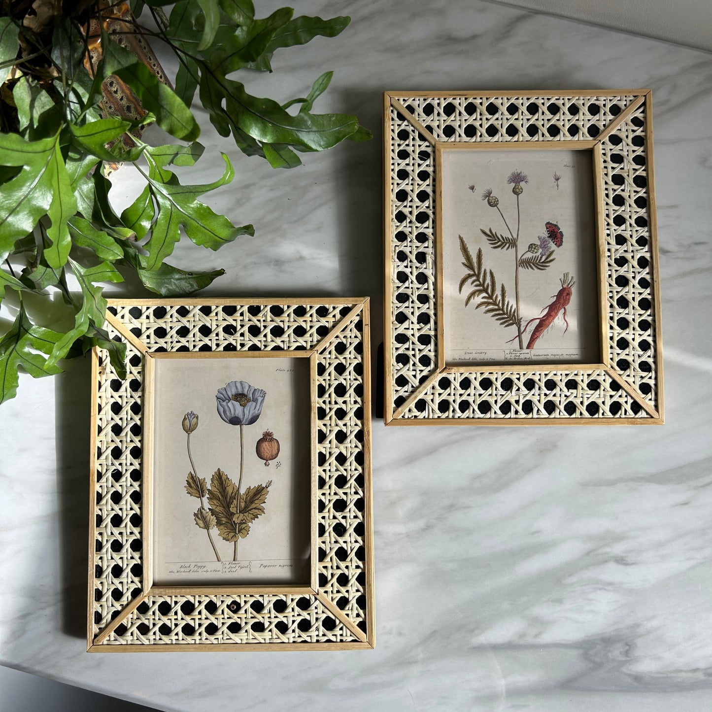 Vintage Botanical Art Print Set | Matching Rattan Frames