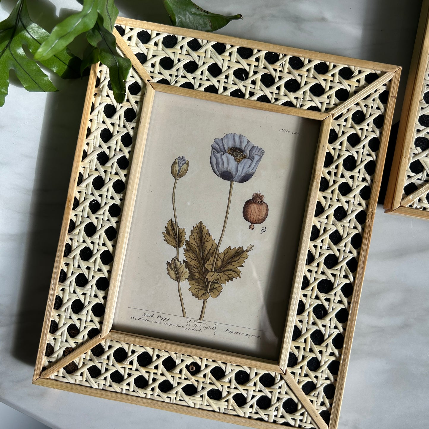 Vintage Botanical Art Print Set | Matching Rattan Frames