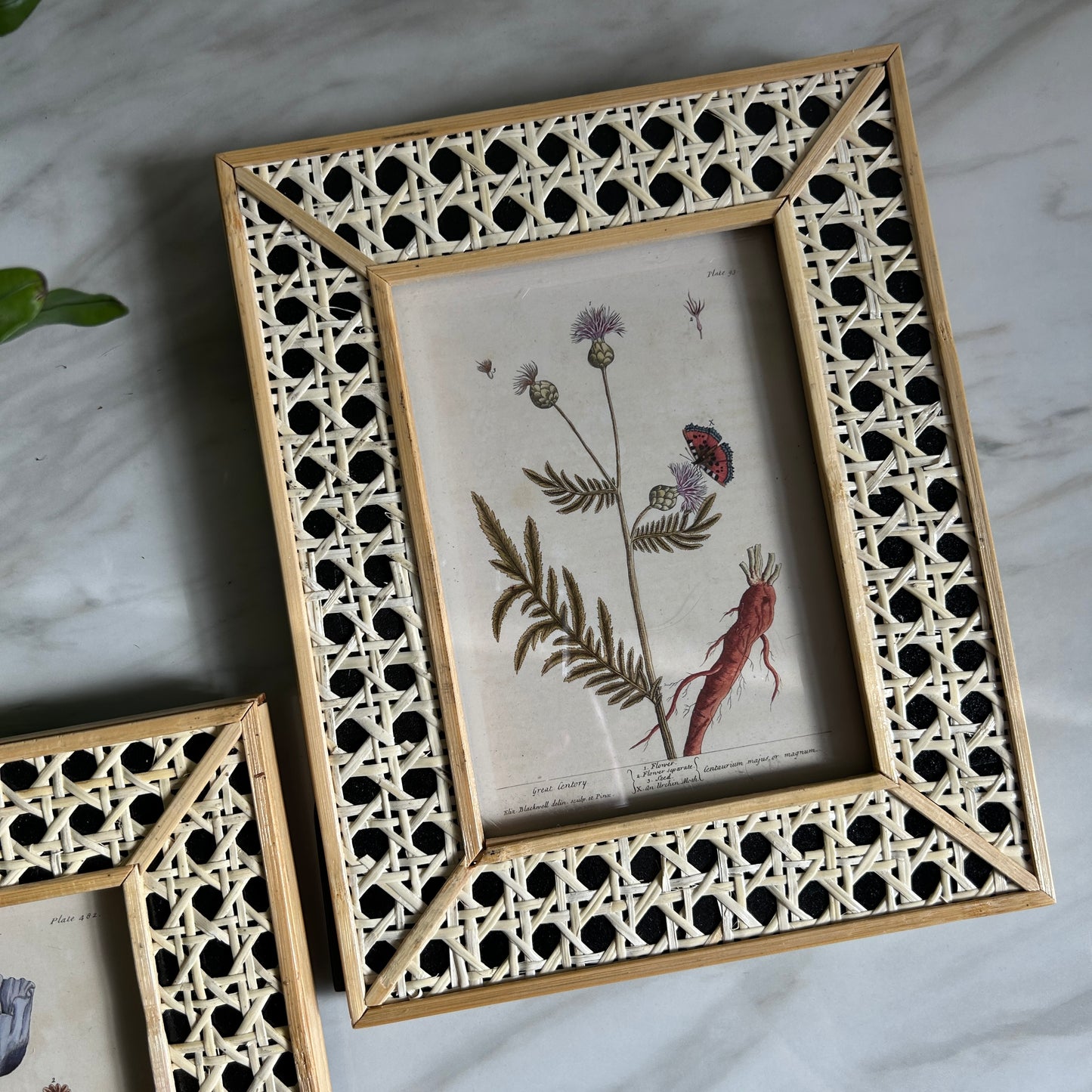 Vintage Botanical Art Print Set | Matching Rattan Frames