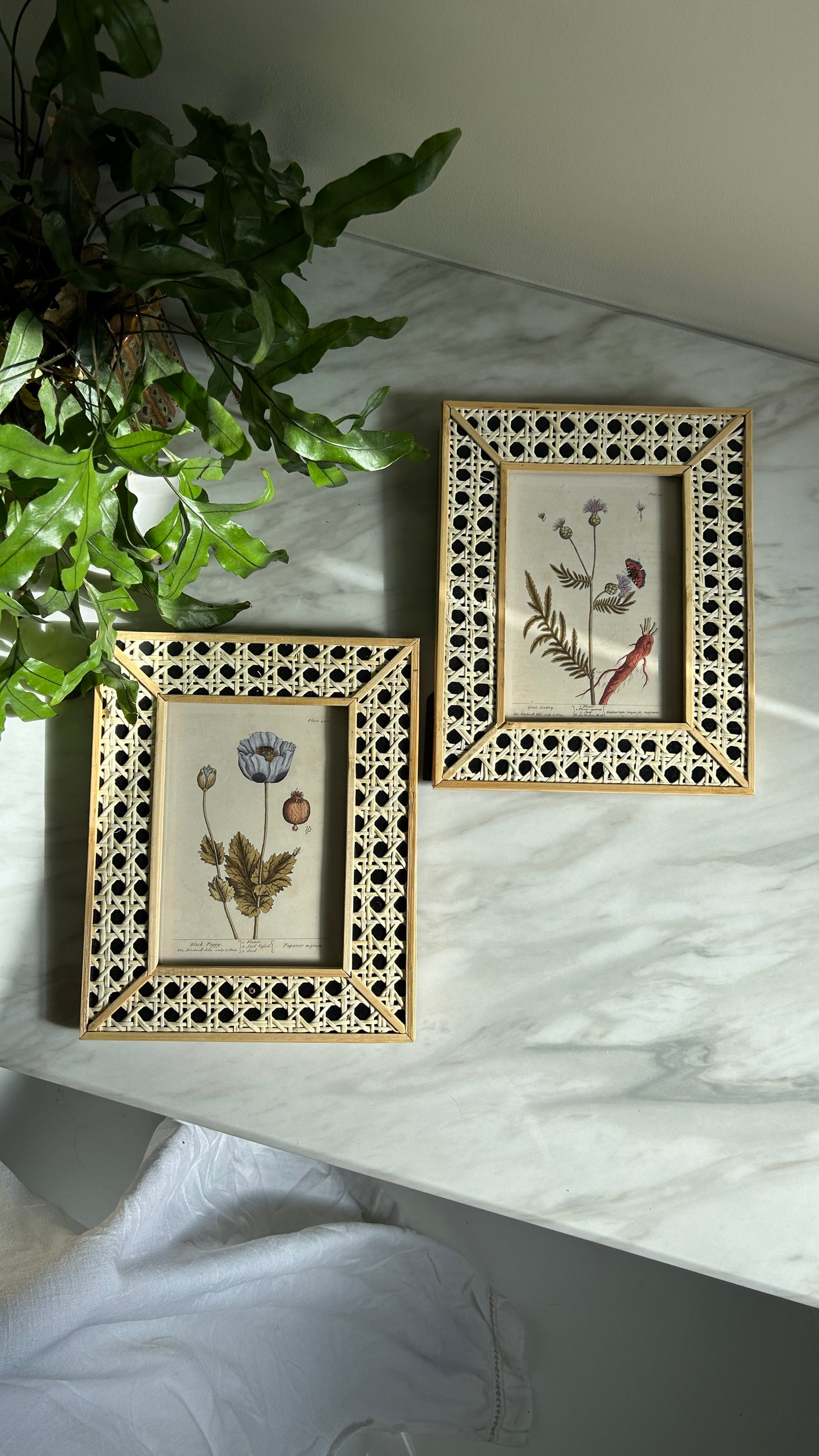 Vintage Botanical Art Print Set | Matching Rattan Frames