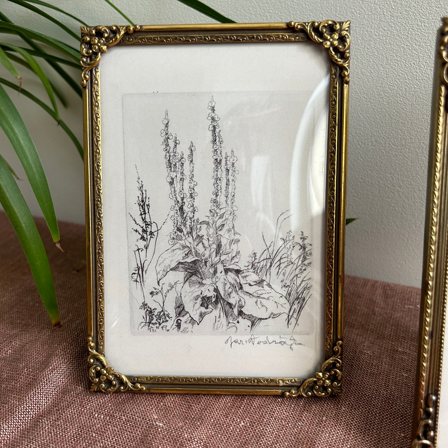 Vintage Botanical Art Print Set | Antique Frames