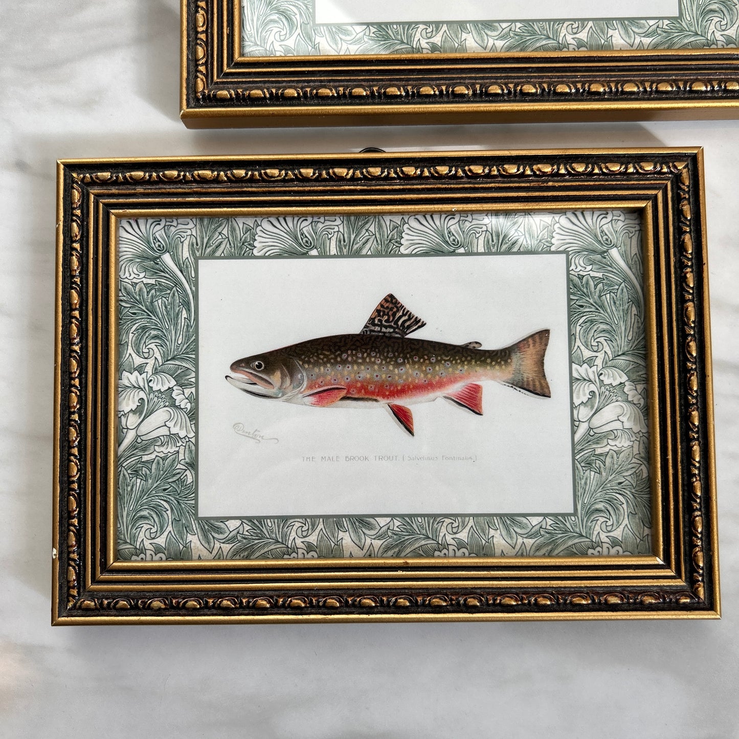 Vintage Zoological Fish Print Set – Brook Trout & Pickerel | Framed in Ornate Frames